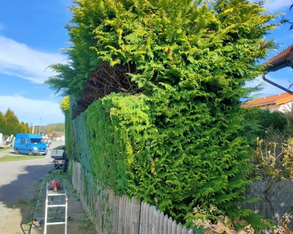 bea1fea3-31d4-4168-9c7d-1d8b813f3d97 1